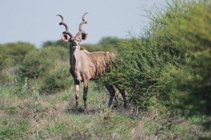 Lucky Strike:  Kudu Breeding Bull – 63”