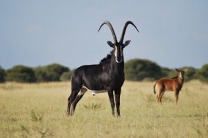 Livingstone:  Zambian Sable Breeding Bull – 49”at 4 years